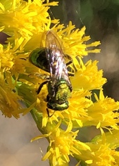 Augochlorella aurata