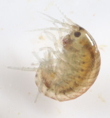 Hyalella
