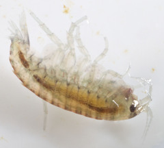 Hyalella