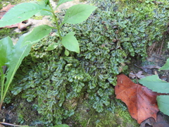 Marchantia polymorpha polymorpha
