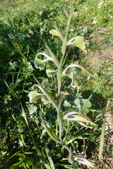 Gladiolus orchidiflorus