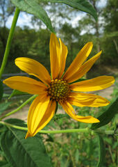 Helianthus tuberosus