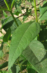Helianthus tuberosus