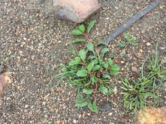 Heliotropium indicum