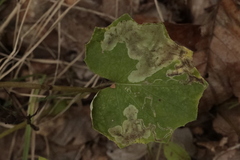 Acidia cognata