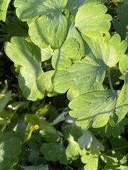 Aquilegia canadensis