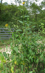 Helianthus tuberosus
