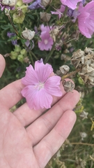 Malva alcea