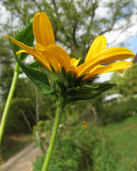 Helianthus tuberosus