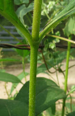 Helianthus tuberosus