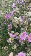 Malva alcea