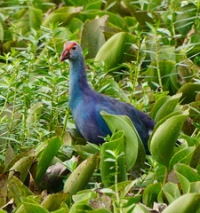 Porphyrio poliocephalus