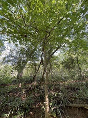 Ficus petiolaris