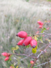 Rosa canina