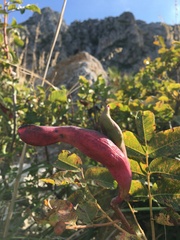 Baizongia pistaciae
