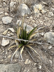 Agave lechuguilla