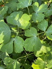 Aquilegia canadensis