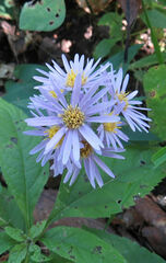 Symphyotrichum anomalum
