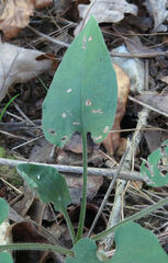 Symphyotrichum anomalum