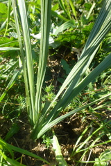 Gladiolus orchidiflorus