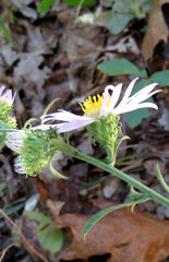 Symphyotrichum anomalum