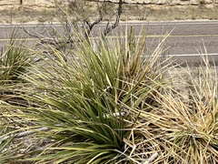 Dasylirion leiophyllum