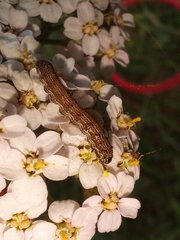 Helicoverpa armigera