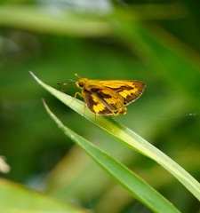 Taractrocerini