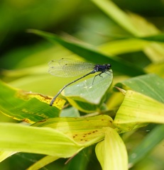 Onychargia atrocyana