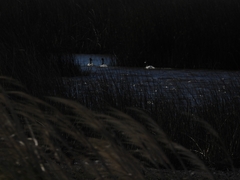 Cygnus melancoryphus