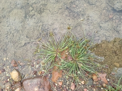 Fimbristylis dichotoma