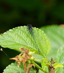 Onychargia atrocyana
