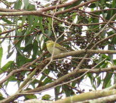 Leiothlypis peregrina