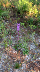 Liatris spicata