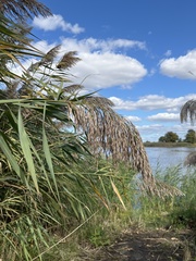 Phragmites
