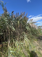 Phragmites