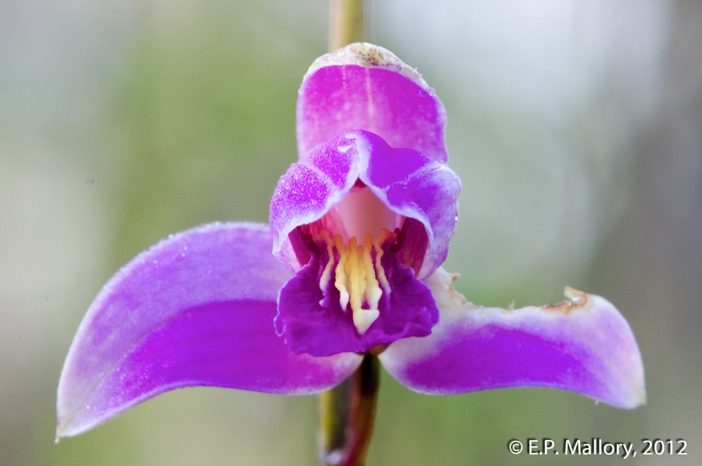 Bletia purpurea (Orquídeas de Selvas tropicales húmedas) · iNaturalist