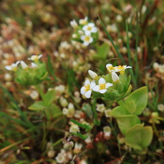 Sebaea minutiflora