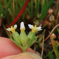 Sebaea minutiflora