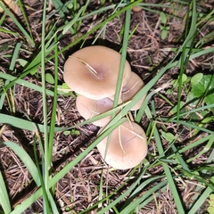 Amanita fulva