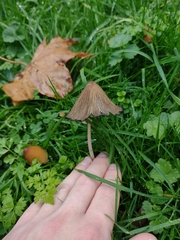 Coprinellus micaceus