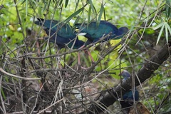 Porphyrio poliocephalus