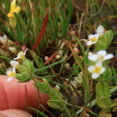 Sebaea minutiflora