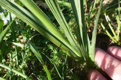 Gladiolus orchidiflorus