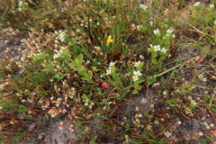 Sebaea minutiflora