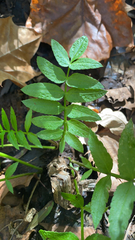 Polemonium reptans