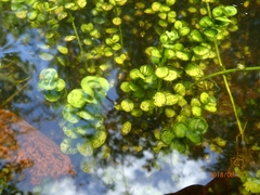 Micranthemum umbrosum