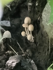 Mycena subcaerulea