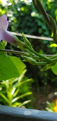 Ipomoea trifida