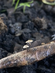 Cryptomarasmius corbariensis